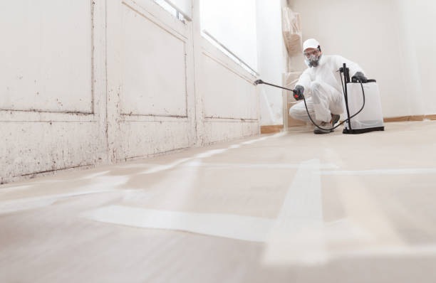 24/7 Emergency Basement Mold Remediation experts in Diggs, VA